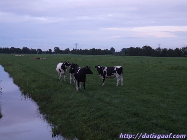 Copyright &copy DatisGaaf.com