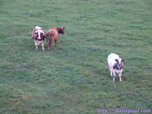 Copyright &copy DatisGaaf.com