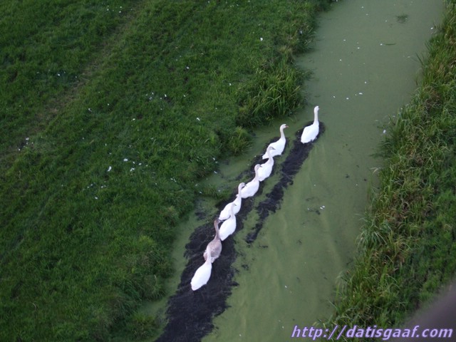 Copyright &copy DatisGaaf.com