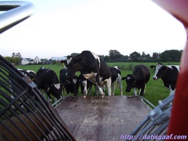 Copyright &copy DatisGaaf.com