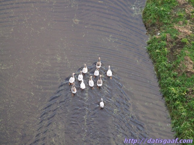 Copyright &copy DatisGaaf.com