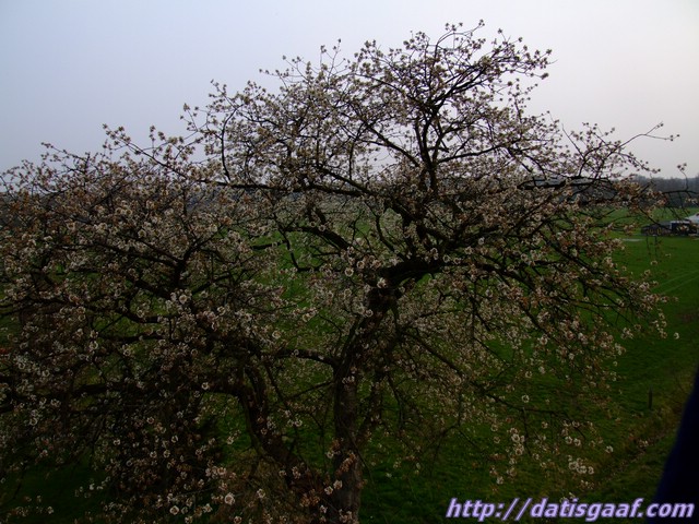 Copyright © DatisGaaf.com