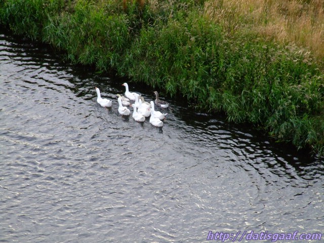 Copyright &copy DatisGaaf.com