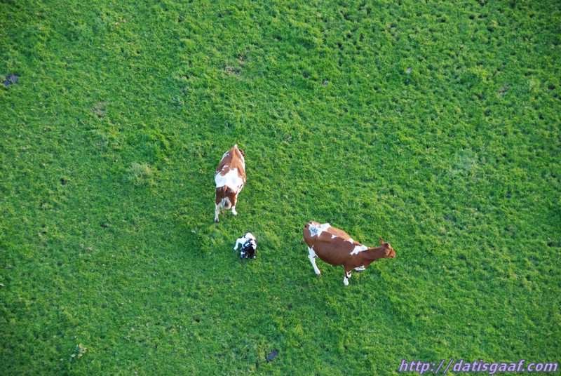 Copyright &copy DatisGaaf.com