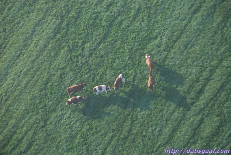 Copyright &copy DatisGaaf.com