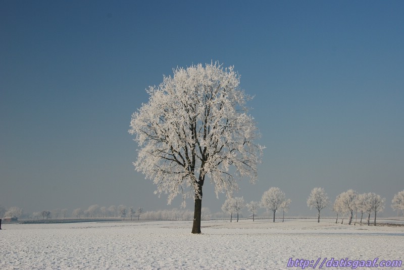 Copyright &copy DatisGaaf.com