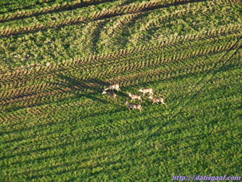 Copyright &copy DatisGaaf.com