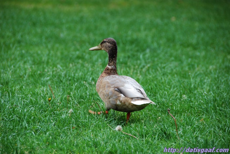 Copyright &copy DatisGaaf.com