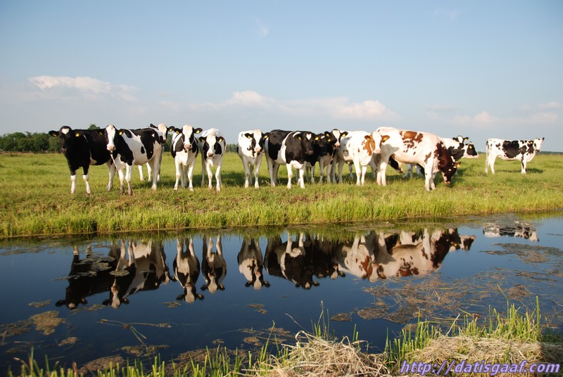 Copyright &copy DatisGaaf.com