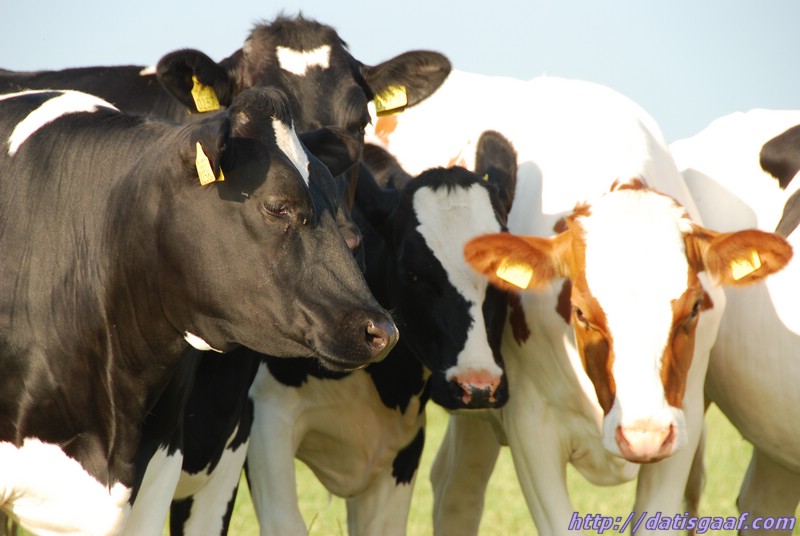 Copyright &copy DatisGaaf.com