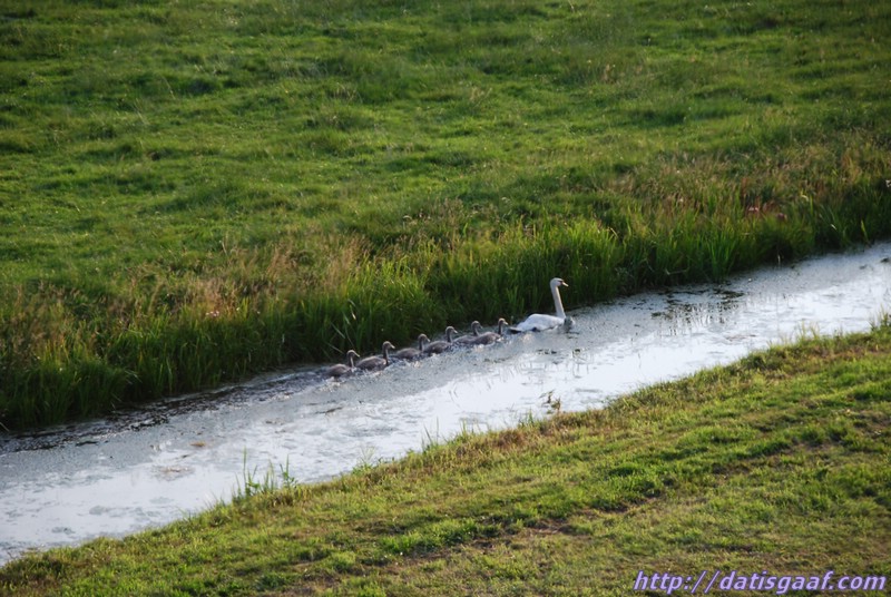 Copyright &copy DatisGaaf.com