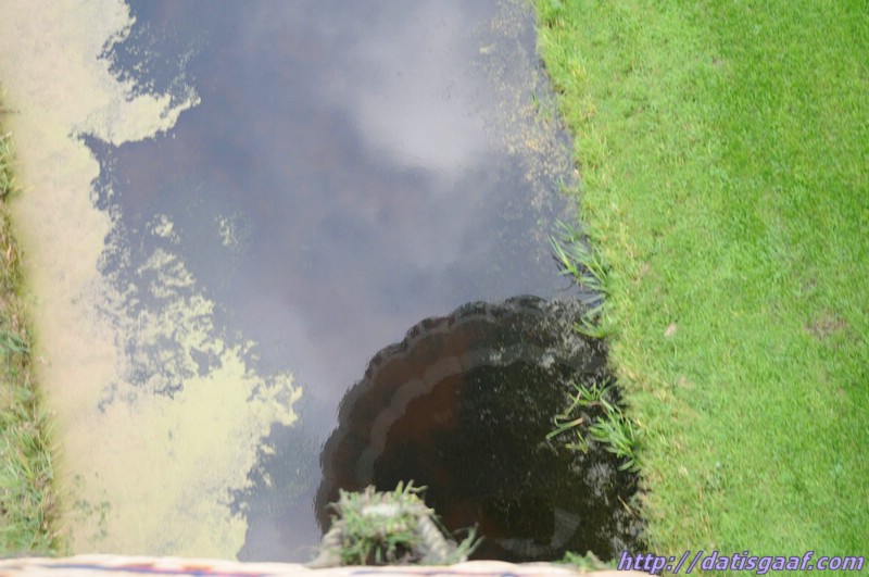 Copyright &copy DatisGaaf.com