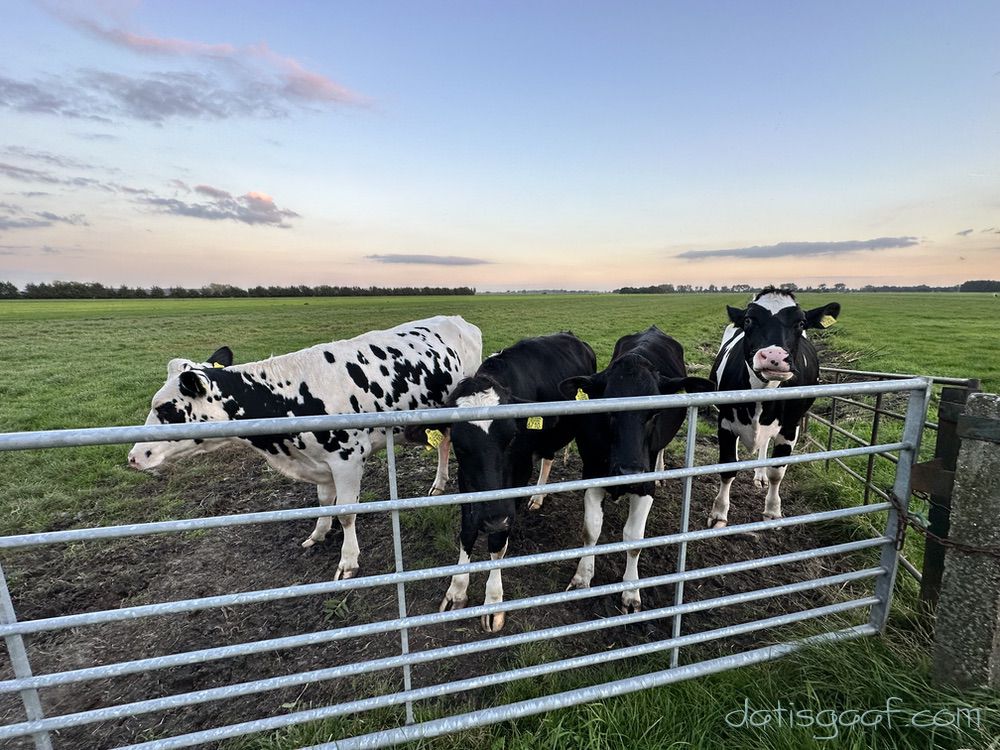 Copyright &copy DatisGaaf.com