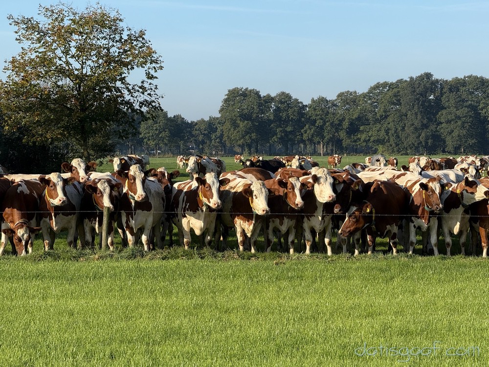 Copyright &copy DatisGaaf.com